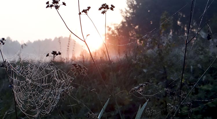 Spinnennetz im Sonnenaufgang