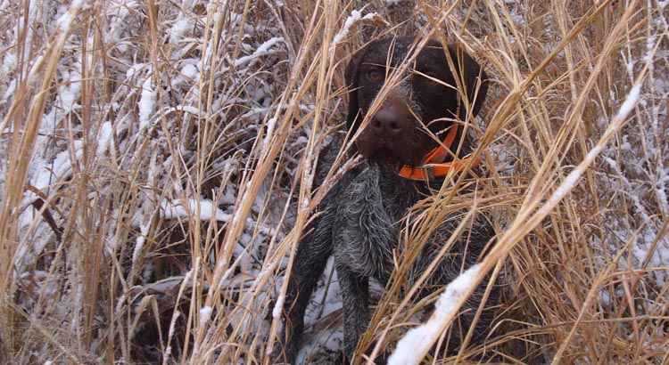 Jagdhund im Schnee