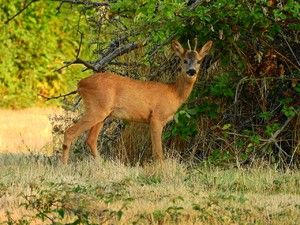 Wiesbadener Kurier - Reiz und Bürde der Jagd