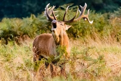 Etappensieg gegen die Schalenwildrichtlinie in Hessen