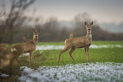 Vorverlegte Jagdzeiten