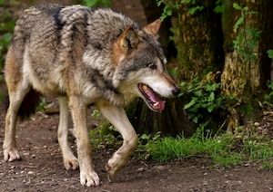 Überarbeitung des Wolfsmanagementplans übergeht die Interessen von Betroffenen