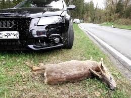 Achtung Autofahrer: Liebestolle Rehe unterwegs