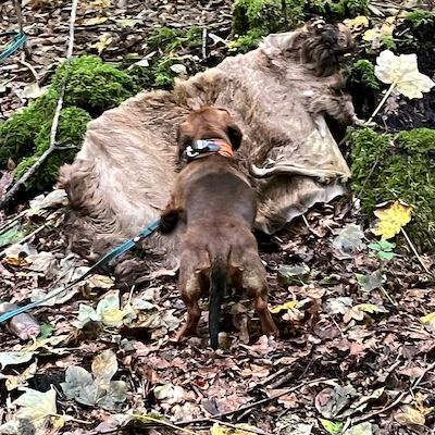 Informationsabend zum Lehrgang Brauchbarkeitsprüfung